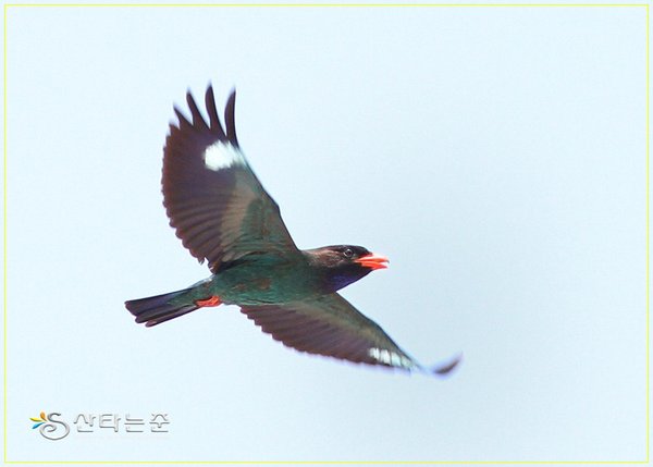 파랑새